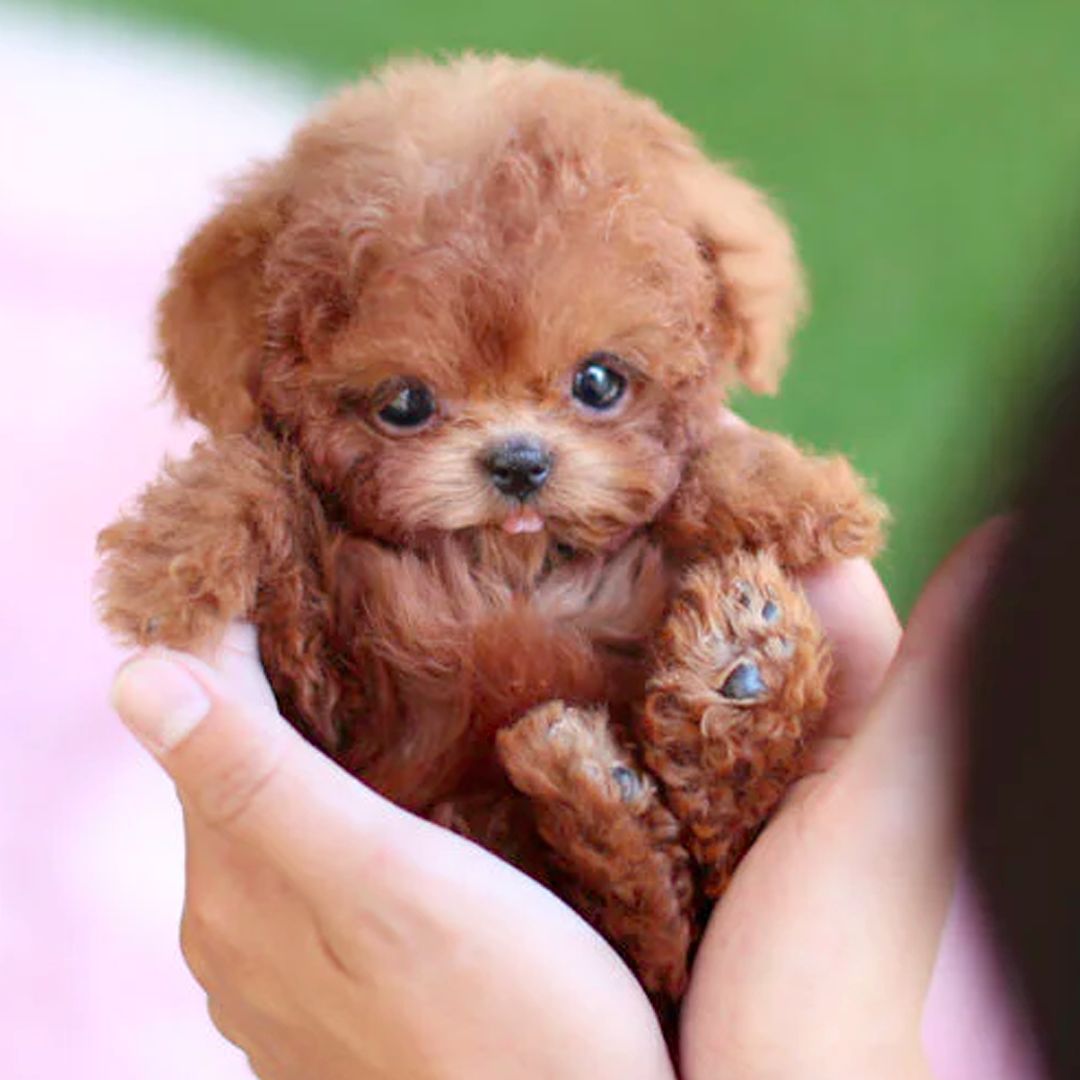 Interactive Plush Puppy Toy Realistic Movement