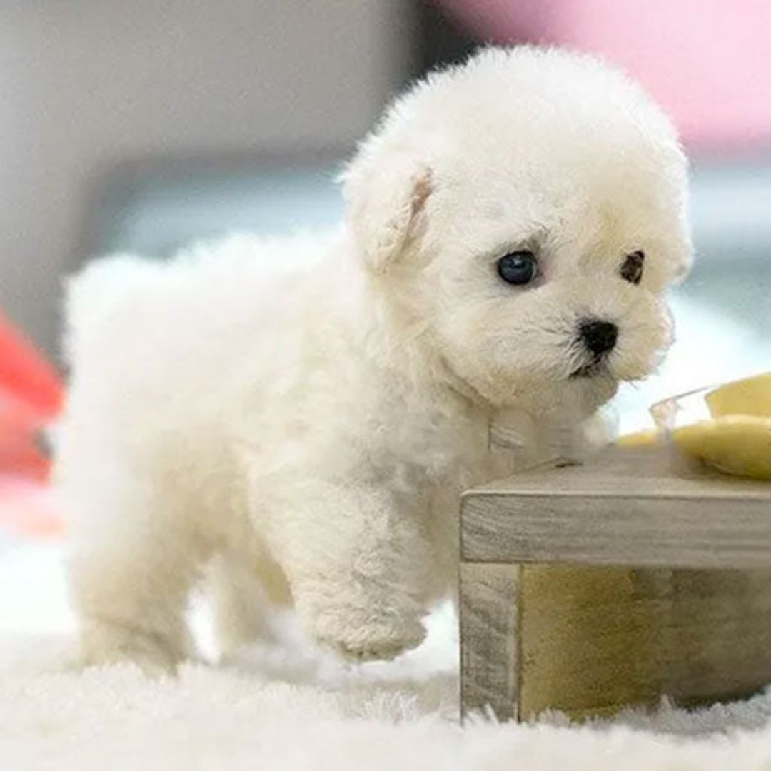 Interactive Plush Puppy Toy Realistic Movement - Image 4