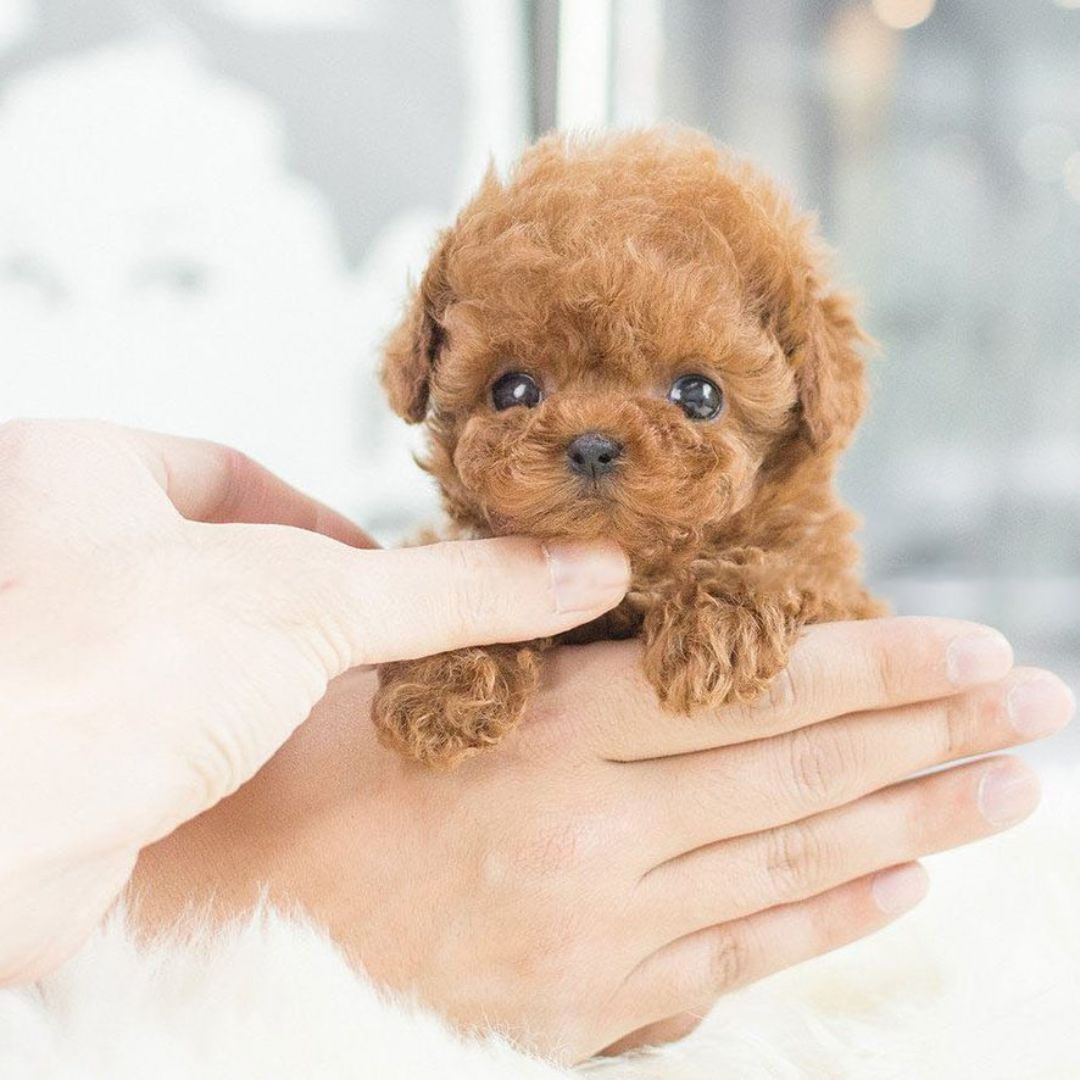 Interactive Plush Puppy Toy Realistic Movement - Image 5